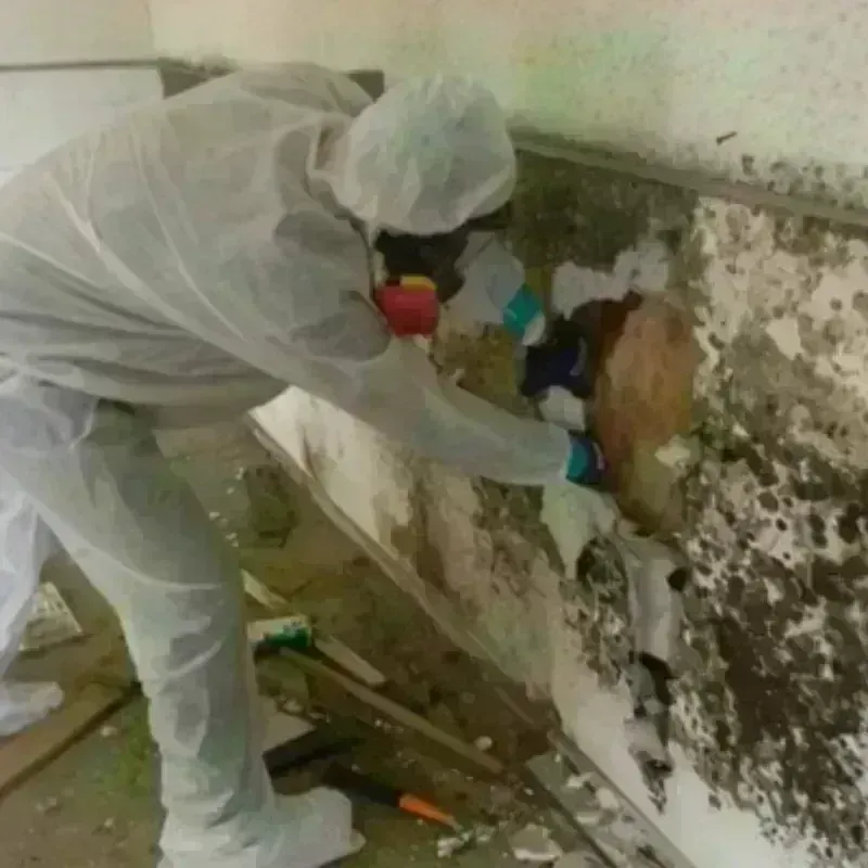 Mold Remediation and Removal in Wolf Lake, MI